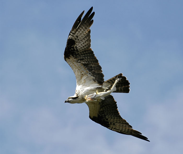 A trout joining an Osprey for breakfast